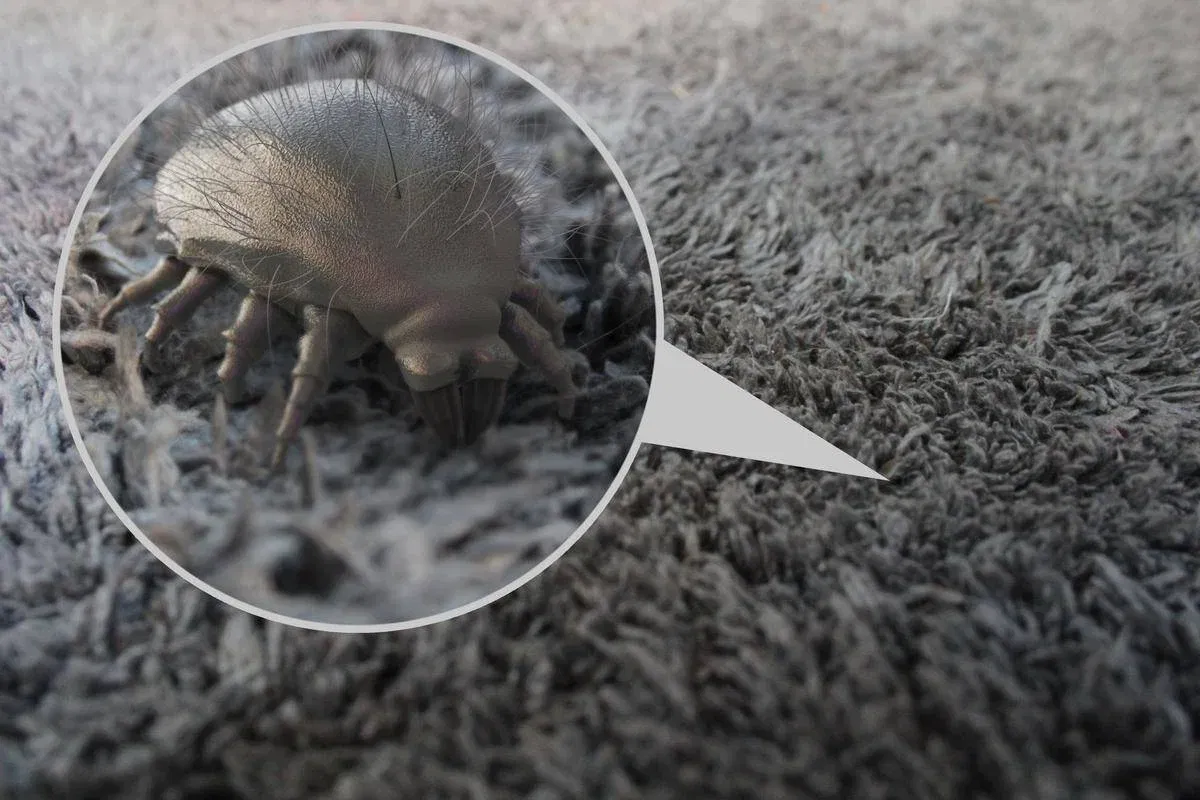 Dust Mites Eliminated: How to Keep Your Home Allergy-Free