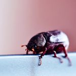 Close-up of a cigarette beetle on a surface