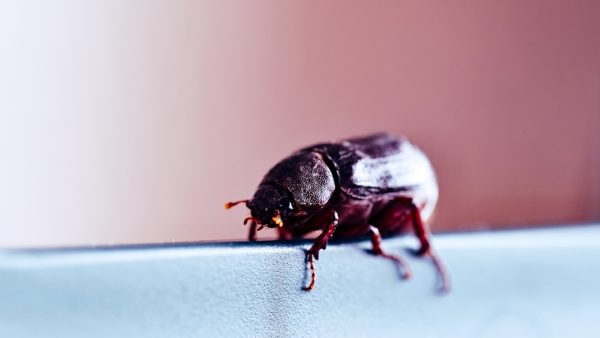 Cigarette Beetle Control – Explore Effective Methods for Managing Infestations